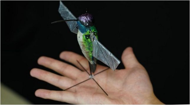 Kolibris robotas